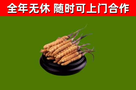 柴桑回收散虫草